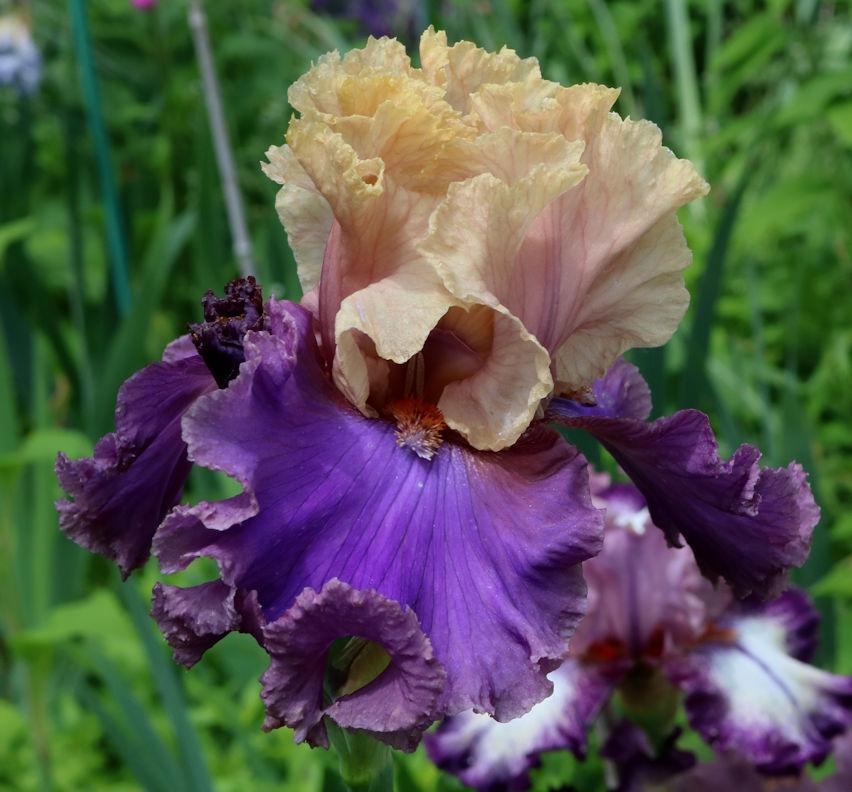 Photo of Tall Bearded Iris (Iris 'Risky Business') uploaded by MShadow
