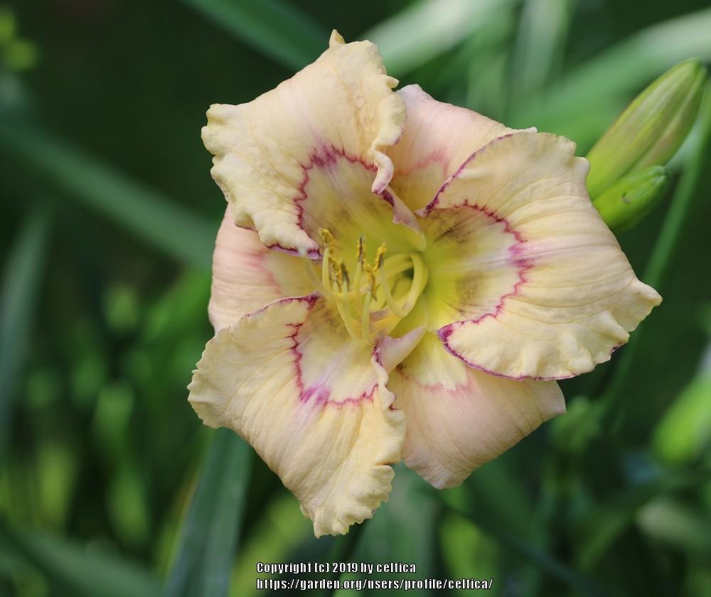 Photo of Daylily (Hemerocallis 'Marseilles Watercolor') uploaded by celtica