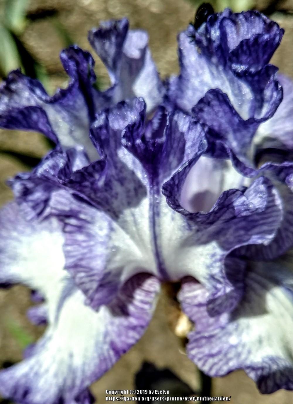 Photo of Tall Bearded Iris (Iris 'Ink Patterns') uploaded by evelyninthegarden