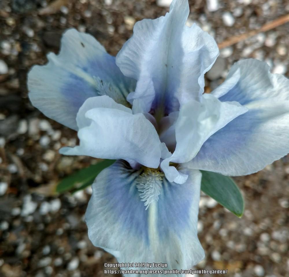 Photo of Standard Dwarf Bearded Iris (Iris 'Tu Tu Turquoise') uploaded by evelyninthegarden