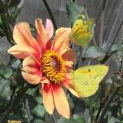 #pollination