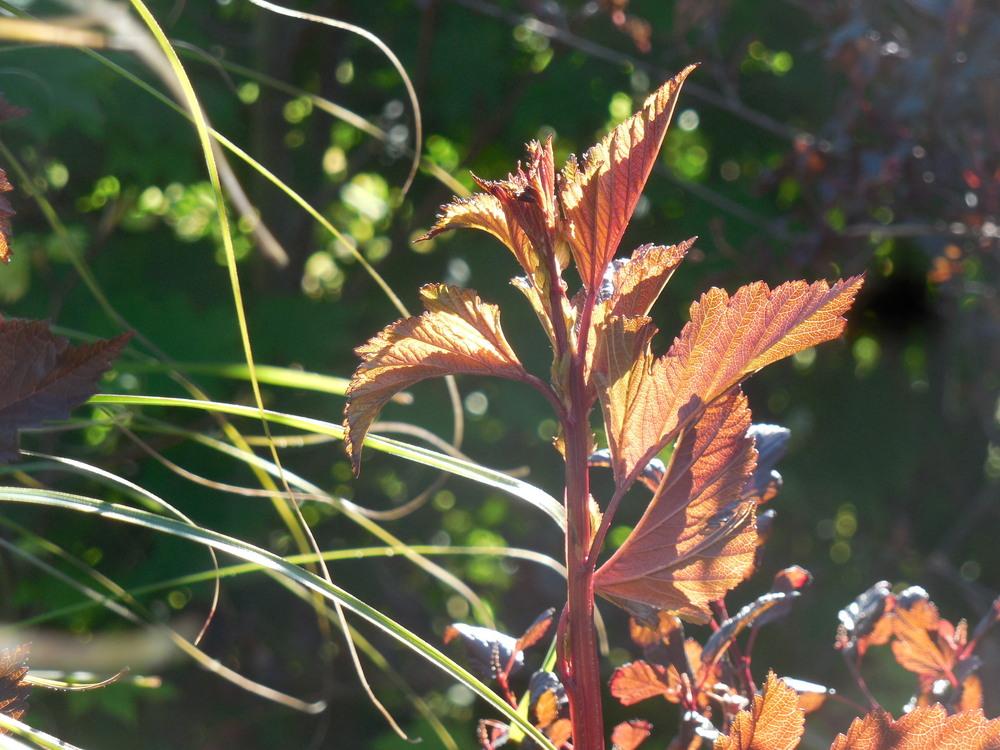 Photo of Eastern Ninebark (Physocarpus opulifolius Coppertina™) uploaded by wcgypsy
