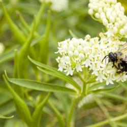 Location: Pennsylvania
Date: 2011-07-23
bumble bee on milkweed #pollination