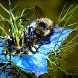 Location: Anacortes, Washington
Date: 2017-06-23
#pollination