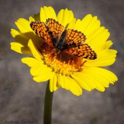 Location: Bruneau Dunes, Idaho
Date: 2019-05-07
#pollination