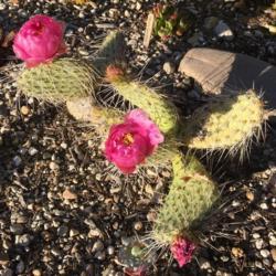 Location: South Jordan, Utah, United States
Date: 2019-06-22
Newly opened blooms closing for the night.