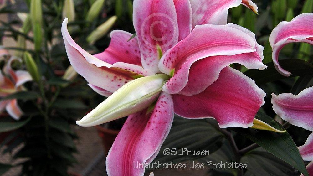 Photo of Lily (Lilium 'Distant Drum') uploaded by DaylilySLP