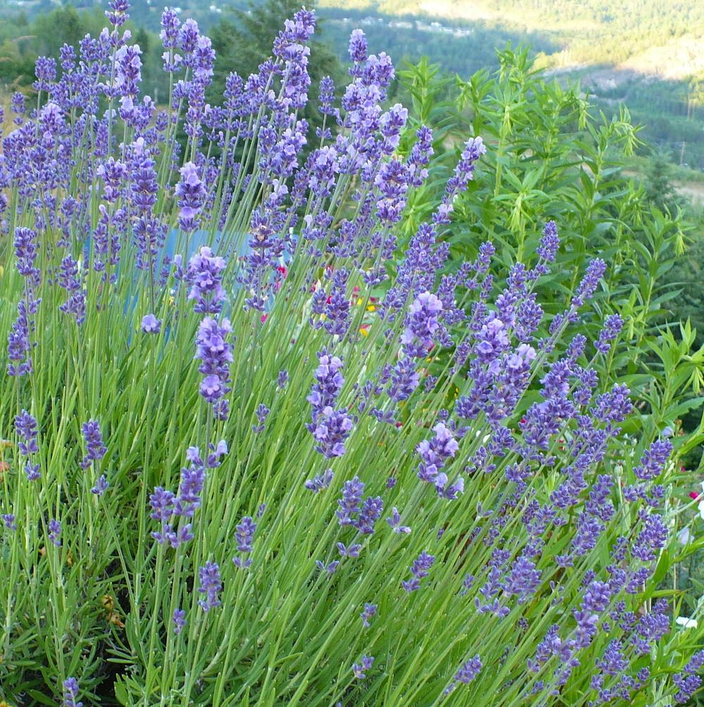 Photo of English Lavender (Lavandula angustifolia 'Munstead') uploaded by HemNorth