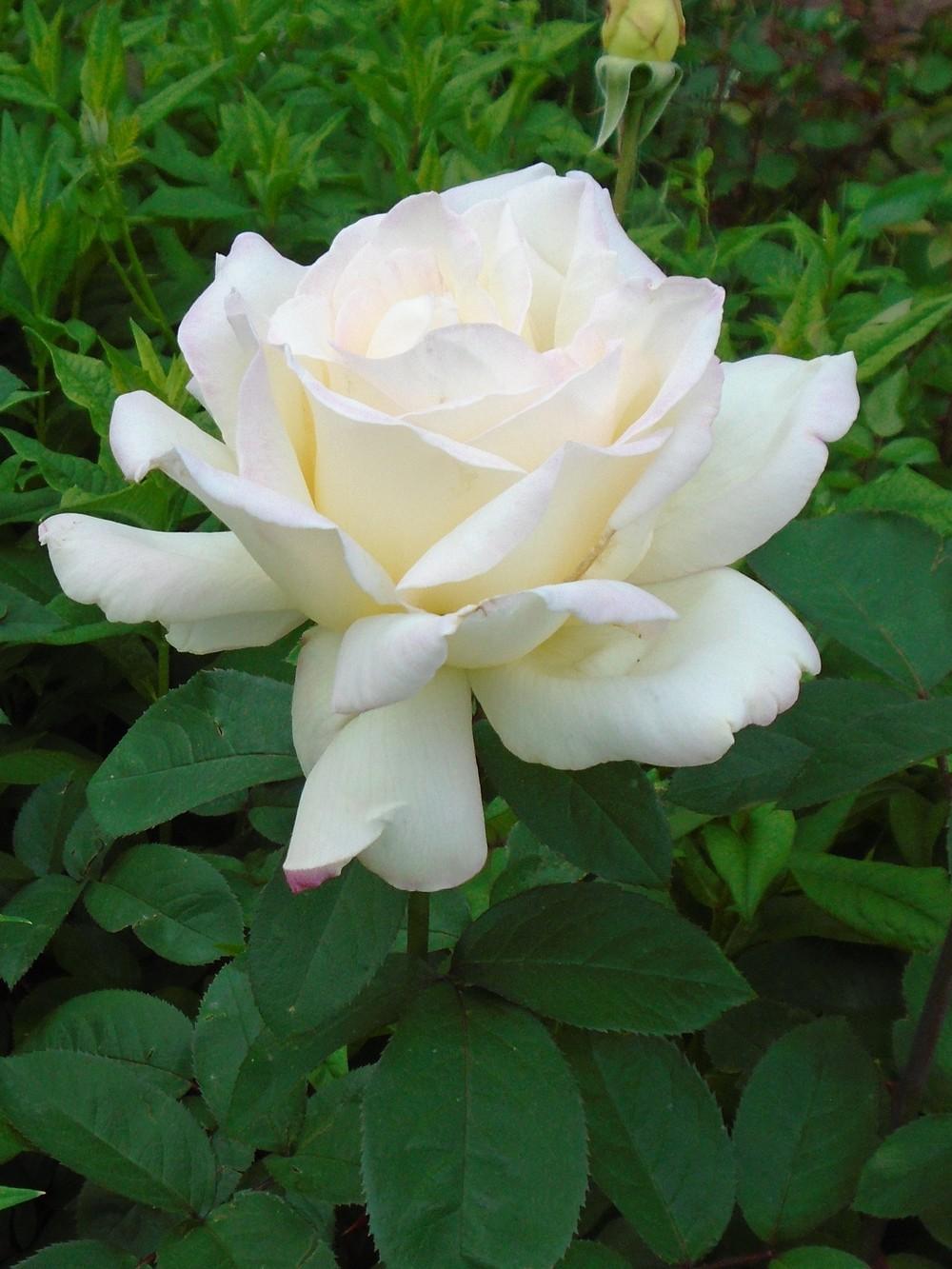 Photo of Hybrid Tea Rose (Rosa 'Garden Party') uploaded by Paul2032