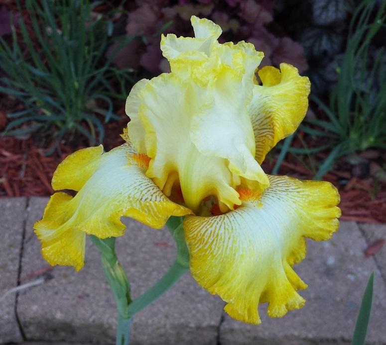 Photo of Tall Bearded Iris (Iris 'Zesting Lemons') uploaded by comgoddess