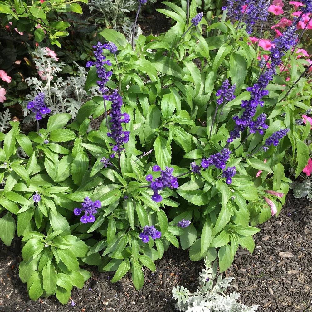 Photo of Mealycup Sage (Salvia farinacea 'Victoria Blue') uploaded by csandt