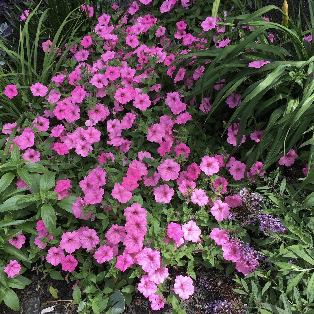 Photo of Multiflora Spreading/Trailing Petunia (Petunia Supertunia® Vista Bubblegum) uploaded by csandt