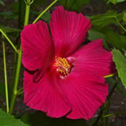 Location: Botanical Gardens of the State of Georgia...Athens, Ga
Date: 2019-06-23
Confederate Rose Mallow Hibiscus 15