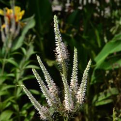 Location: Botanical Gardens of the State of Georgia...Athens, Ga
Date: 2019-06-23
Culver's Root 001