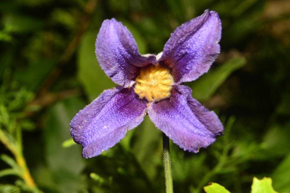 Photo of Clematis (Clematis pitcheri) uploaded by dawiz1753