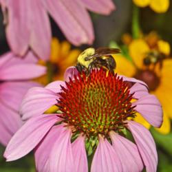 Location: Botanical Gardens of the State of Georgia...Athens, Ga
Date: 2019-06-23
Bumblebee On A Purple Coneflower 047