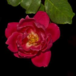 Location: Botanical Gardens of the State of Georgia...Athens, Ga
Date: 2019-06-23
Double Knockout Rose 011