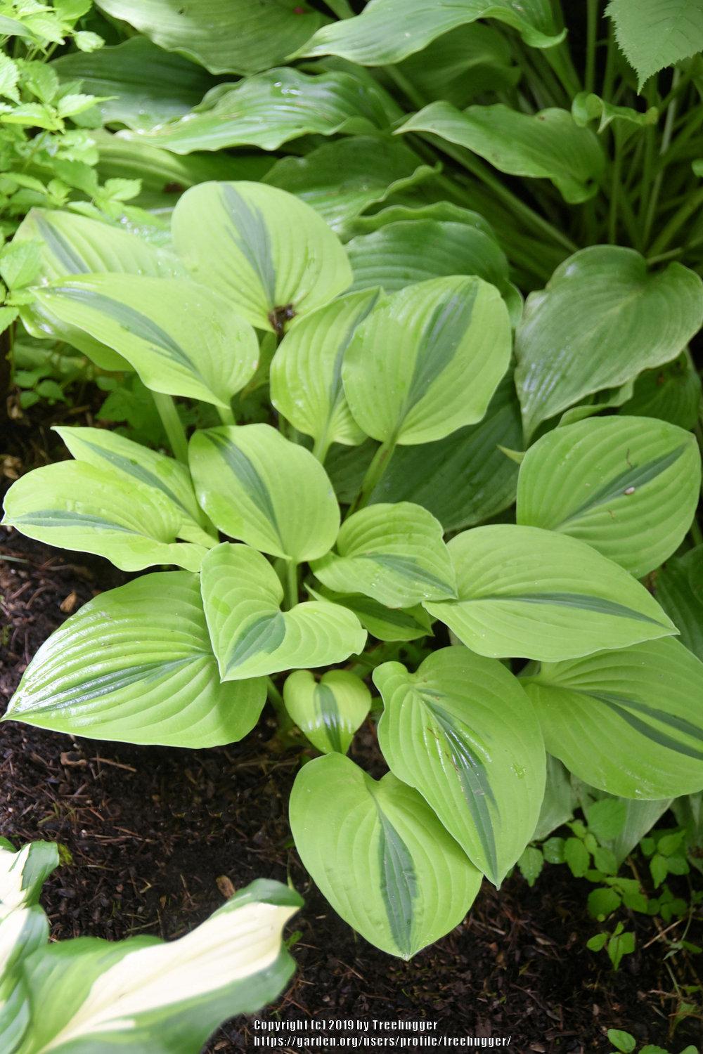 Photo of Hosta 'Afterglow' uploaded by treehugger