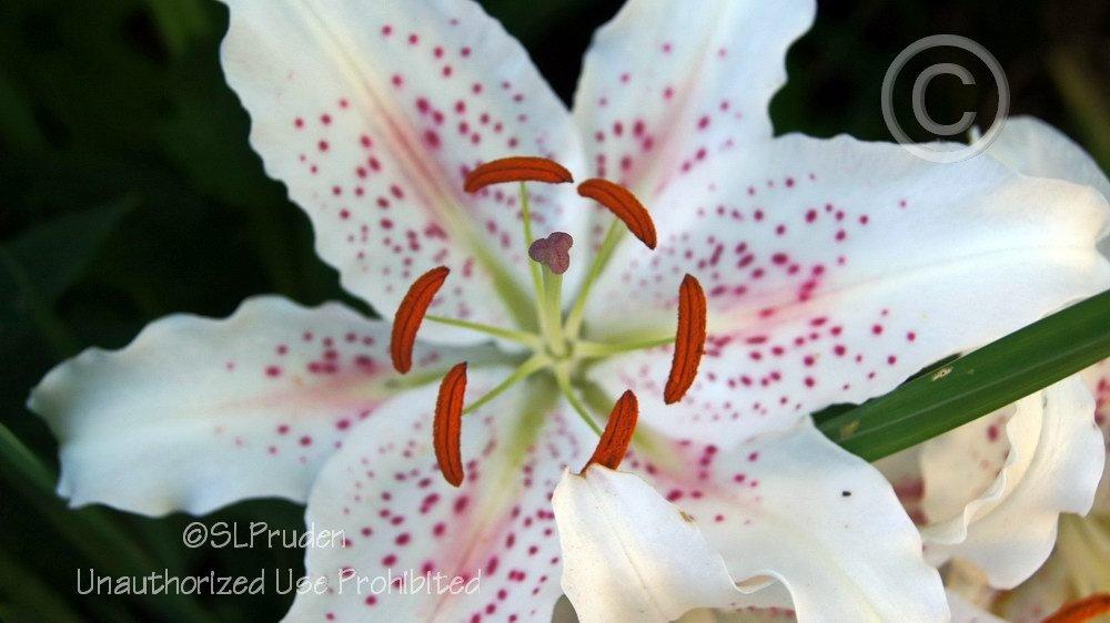 Photo of Oriental Lily (Lilium 'Muscadet') uploaded by DaylilySLP