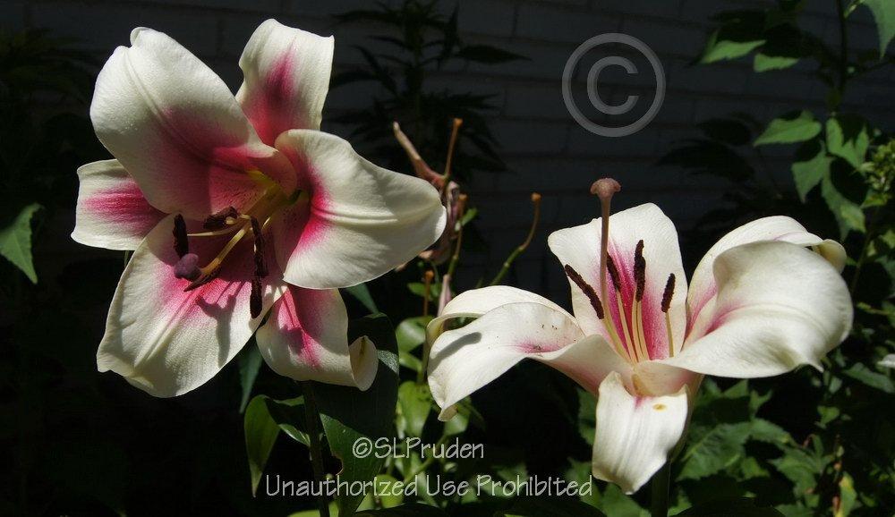 Photo of Lily (Lilium 'Garden Pleasure') uploaded by DaylilySLP