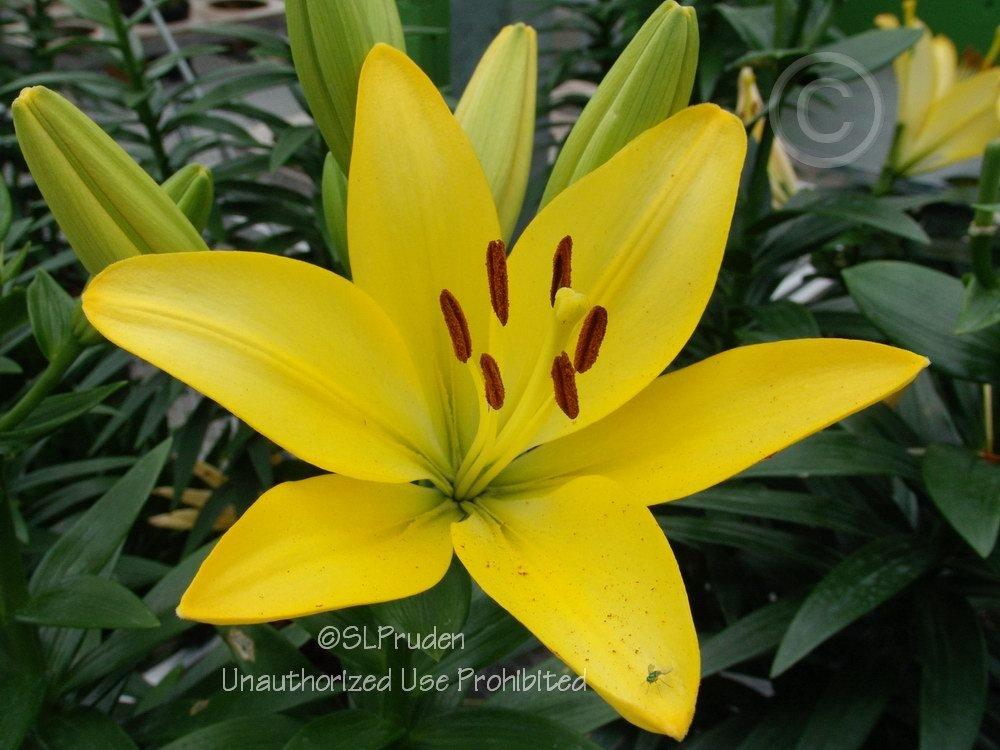 Photo of Lily (Lilium 'Golden Tycoon') uploaded by DaylilySLP