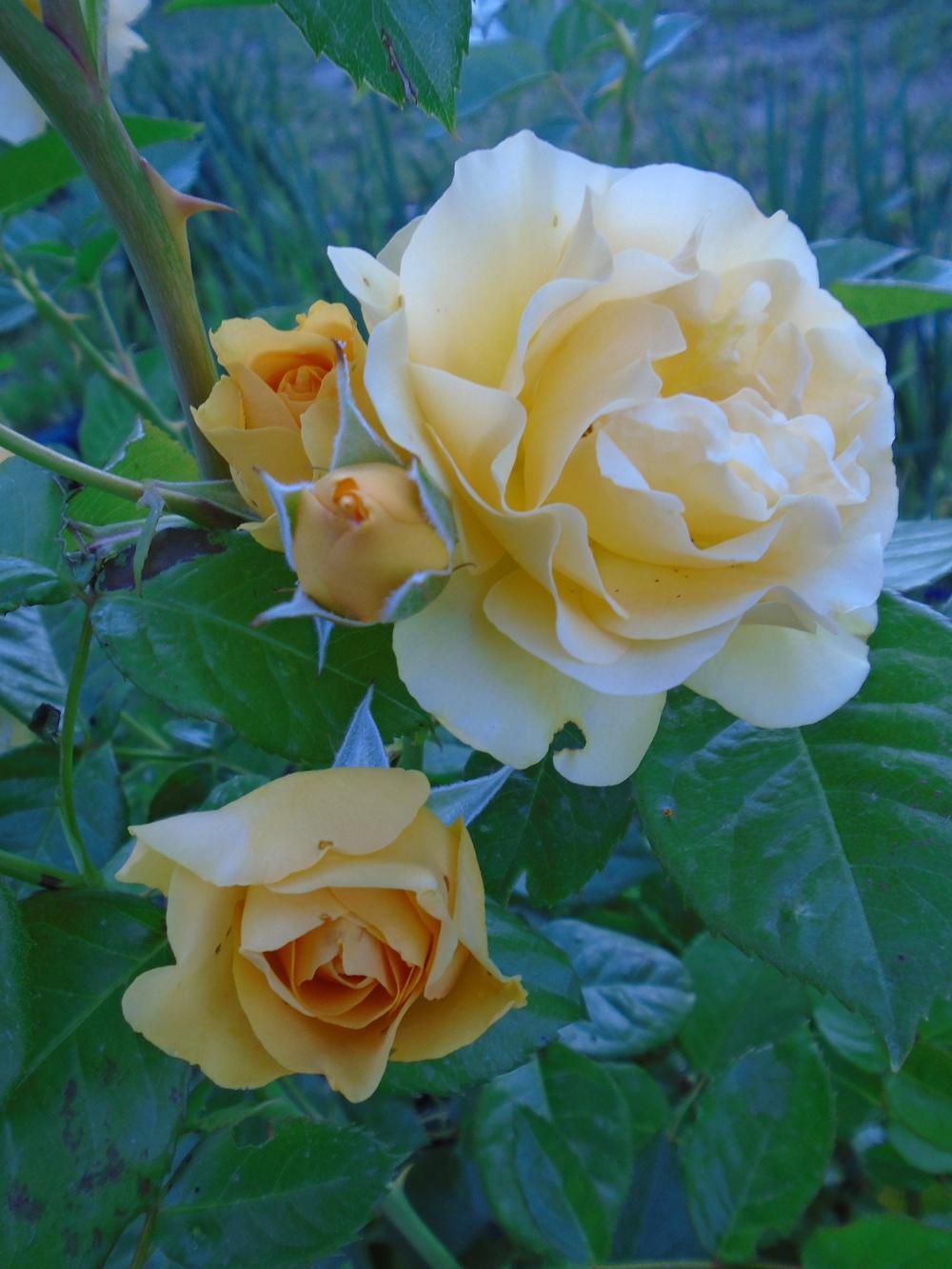 Photo of Floribunda Rose (Rosa 'Julia Child') uploaded by Paul2032