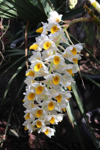 Photo of Orchid (Dendrobium thyrsiflorum) uploaded by RuuddeBlock