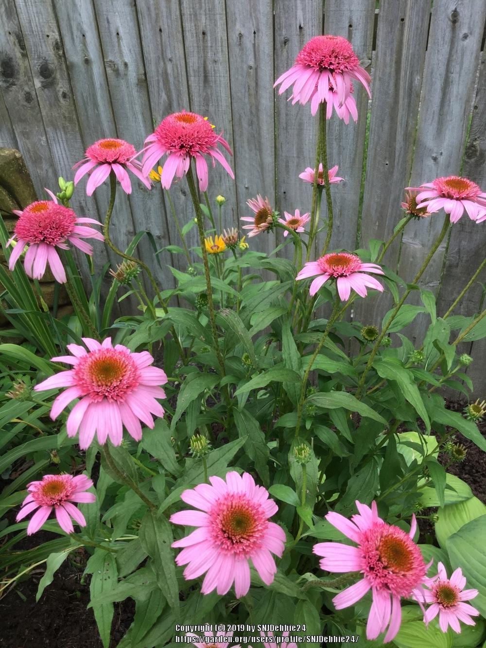 Photo of Coneflower (Echinacea 'Pink Double Delight') uploaded by SNJDebbie24