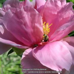 Location: My Garden, Ontario, Canada
Date: 2019-06-22
The pollinators love this big tree peony bloom.