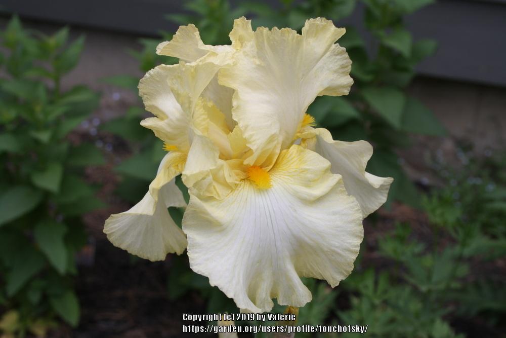 Photo of Tall Bearded Iris (Iris 'Dream Affair') uploaded by touchofsky