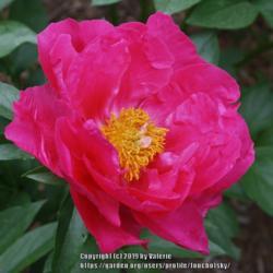 Location: My Garden, Ontario, Canada
Date: 2019-06-24
A gorgeous, glowing pink peony.