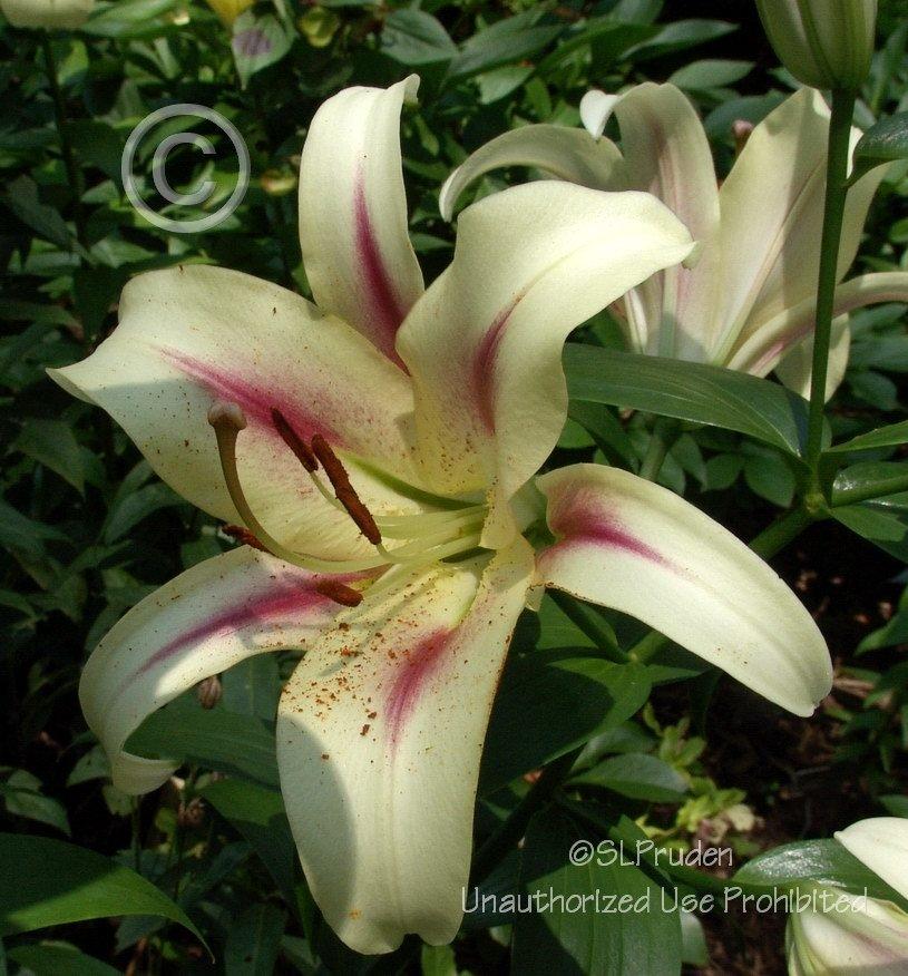 Photo of Lily (Lilium 'Nymph') uploaded by DaylilySLP