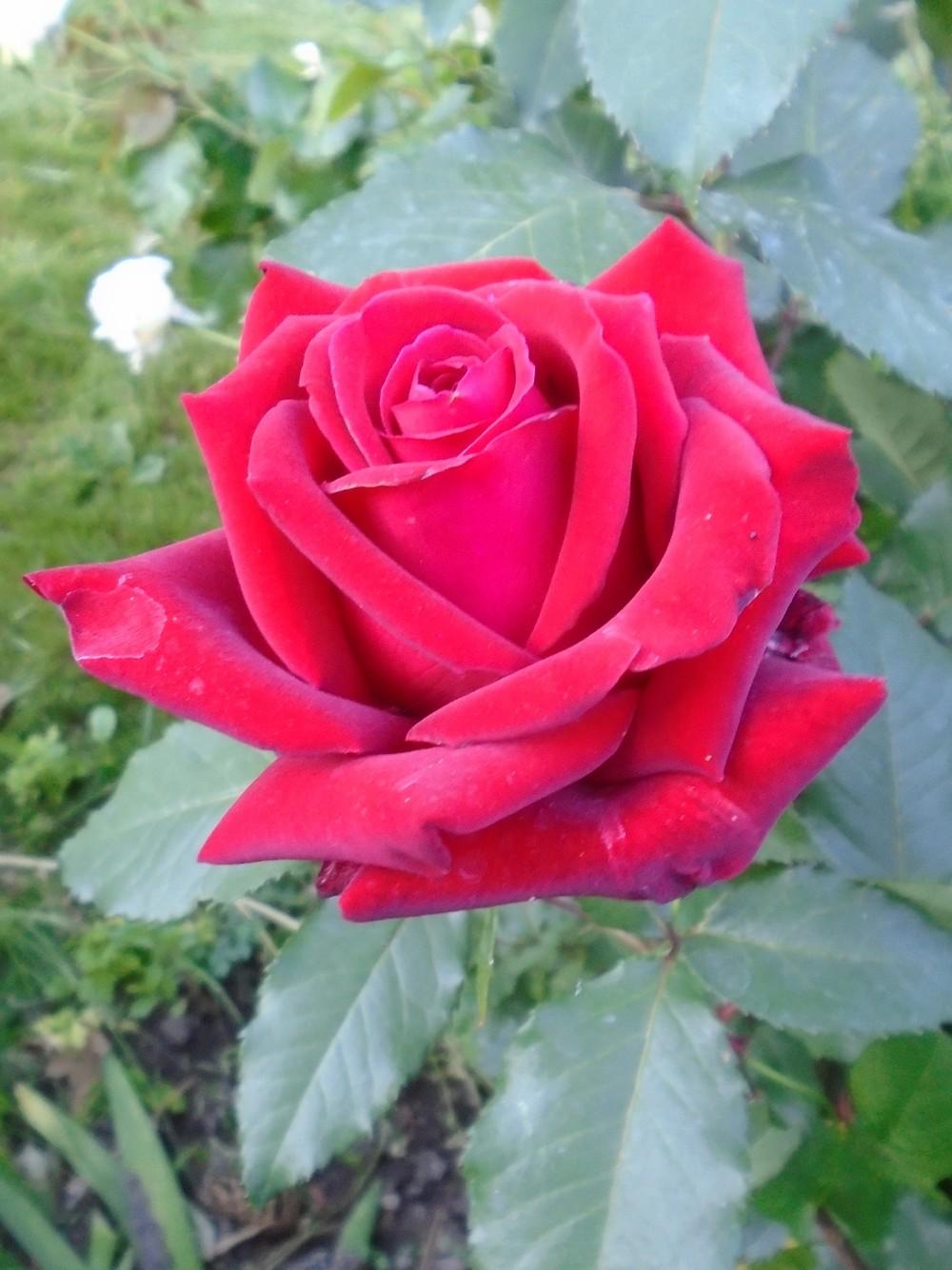 Photo of Rose (Rosa 'Cesar E. Chavez') uploaded by Paul2032