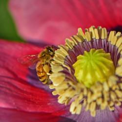 Location: Botanical Gardens of the State of Georgia...Athens, Ga
Date: 2019-04-25
Honeybee Breakfast 018 #pollination