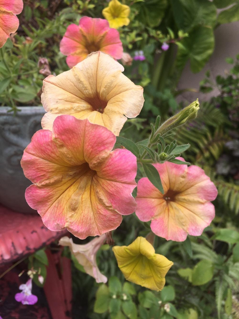 Photo of Petunia Cascadias™ Indian Summer uploaded by Calif_Sue