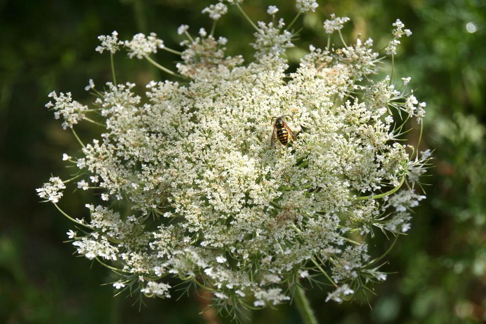 Photo of Queen Anne's Lace (Daucus carota) uploaded by Calif_Sue