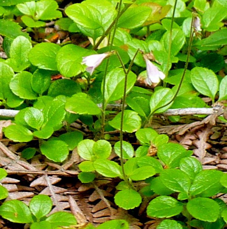 Photo of Twinflower (Linnaea borealis) uploaded by HemNorth