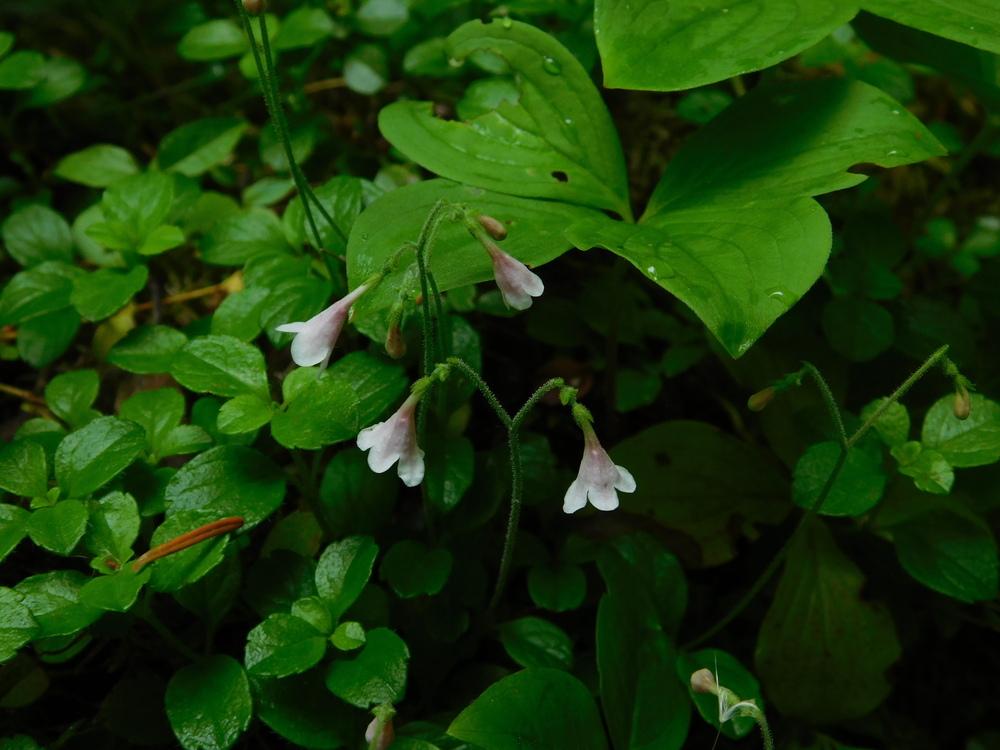 Photo of Twinflower (Linnaea borealis) uploaded by JHeirloomSeeds