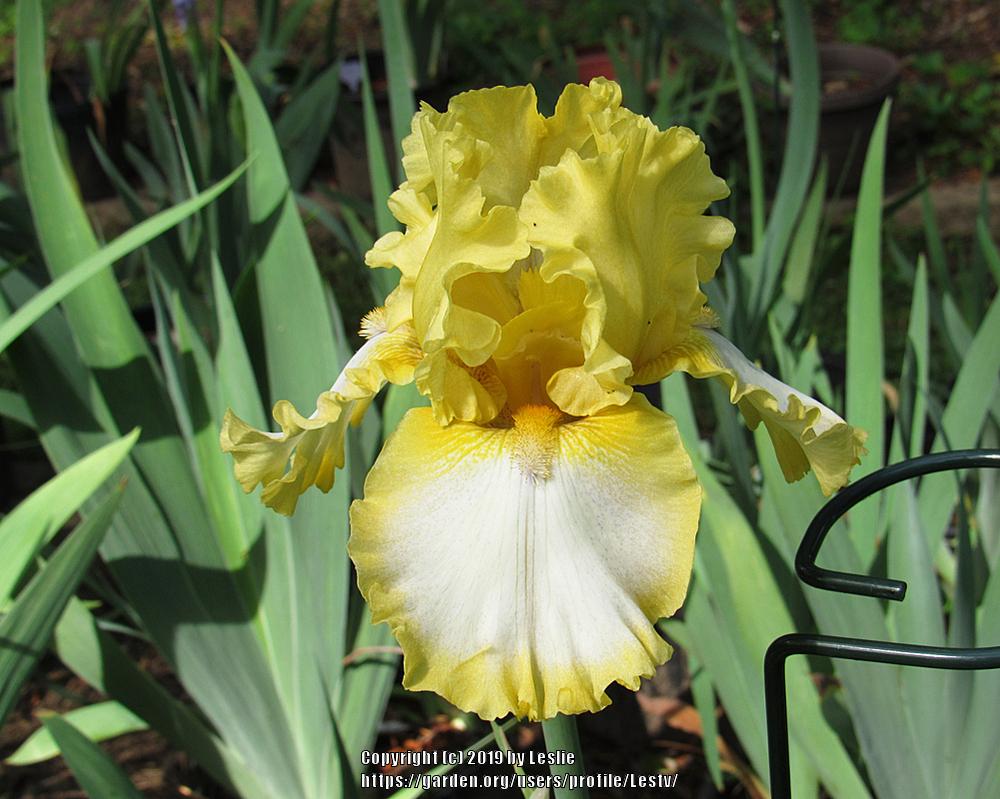 Photo of Tall Bearded Iris (Iris 'Bequest') uploaded by Lestv