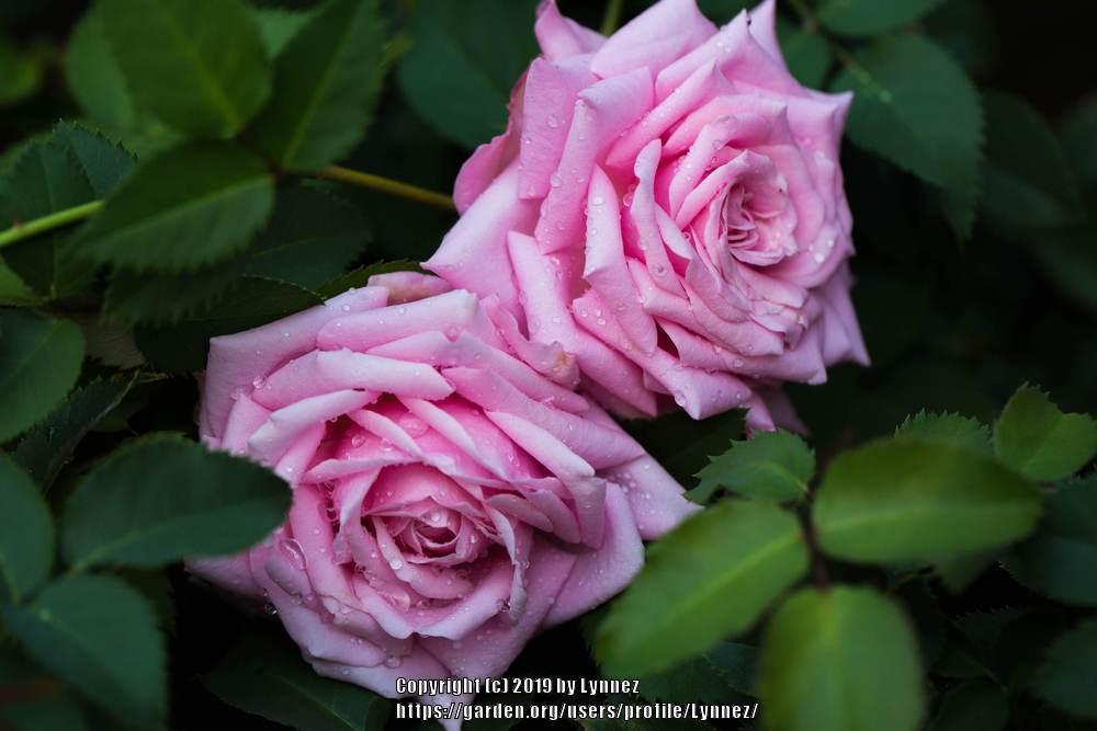 Photo of Rose (Rosa 'Belinda's Dream') uploaded by Lynnez