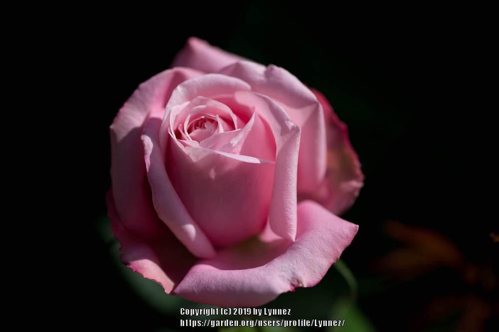 Photo of Rose (Rosa 'Belinda's Dream') uploaded by Lynnez