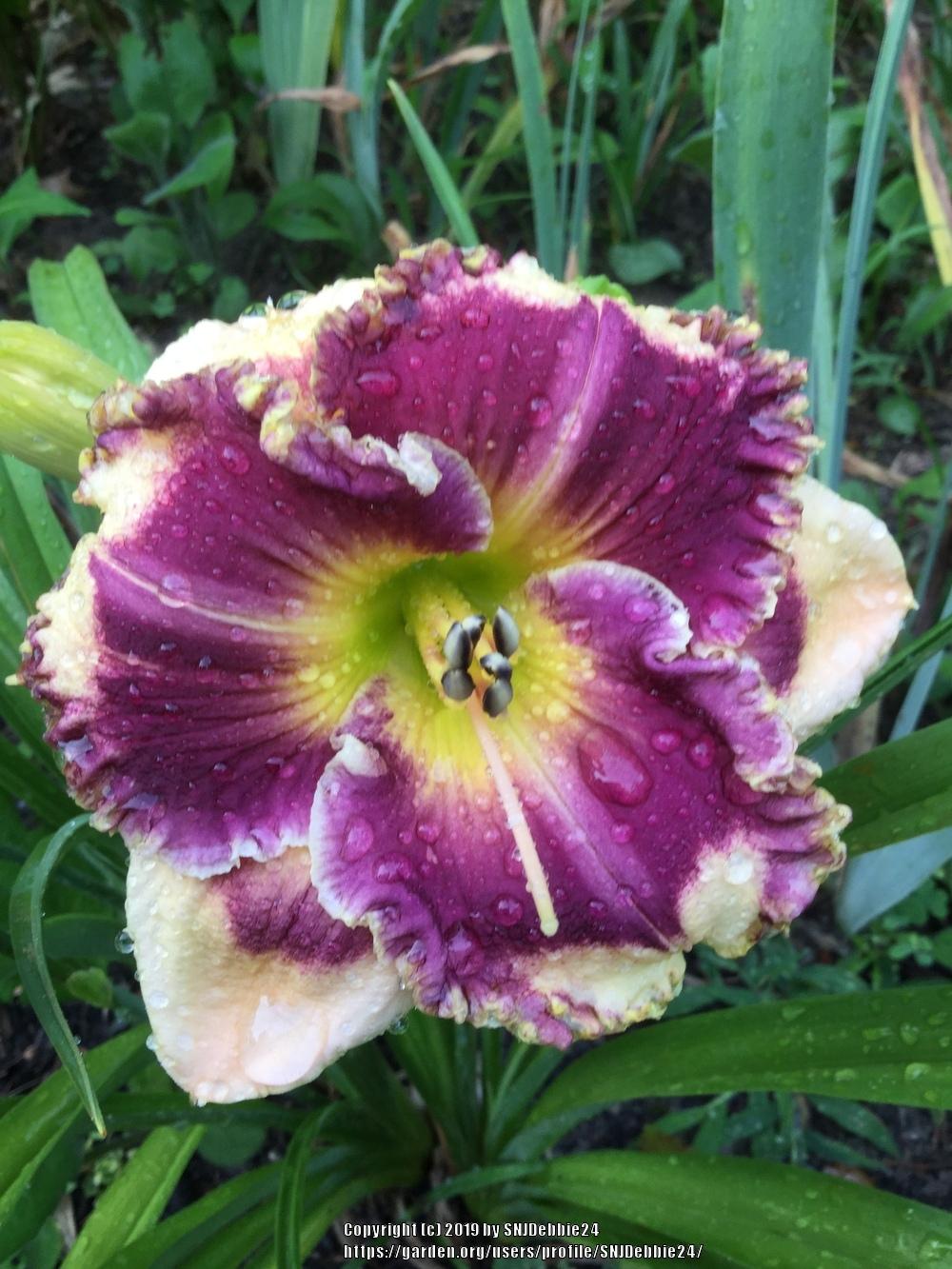 Photo of Daylily (Hemerocallis 'Answering Angels') uploaded by SNJDebbie24