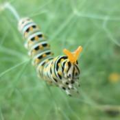 Swallowtail caterpillar on fennel