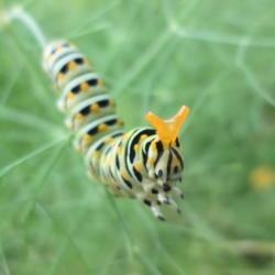 Location: Kyle
Date: 2019-06-27
Swallowtail caterpillar on fennel