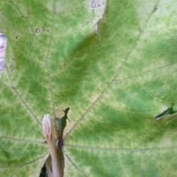 Location: Gulf Coast
Date: 2019-06-25
Large leaf past it's prime. New leaf forming in front!