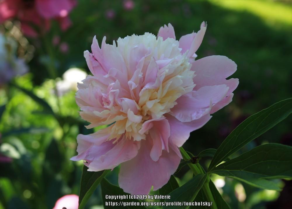 Photo of Peony (Paeonia lactiflora 'Sorbet') uploaded by touchofsky