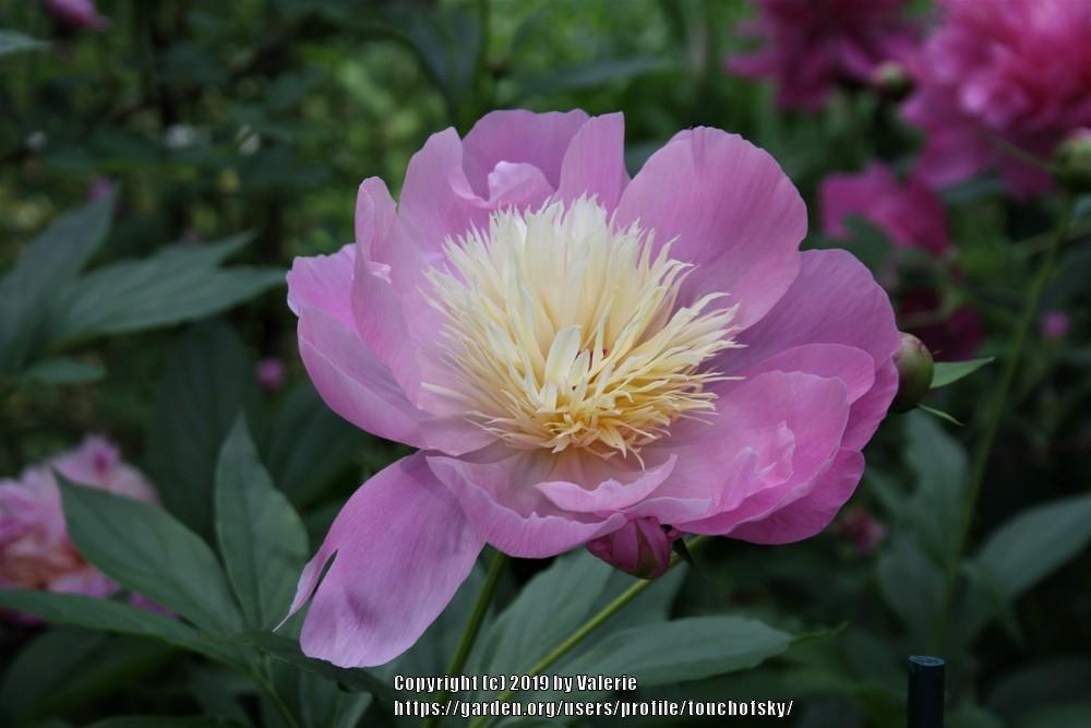 Photo of Peony (Paeonia lactiflora 'Bowl of Beauty') uploaded by touchofsky