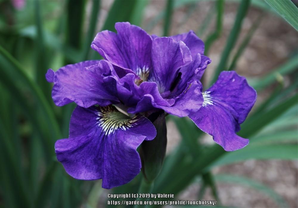 Photo of Siberian Iris (Iris 'Concord Crush') uploaded by touchofsky