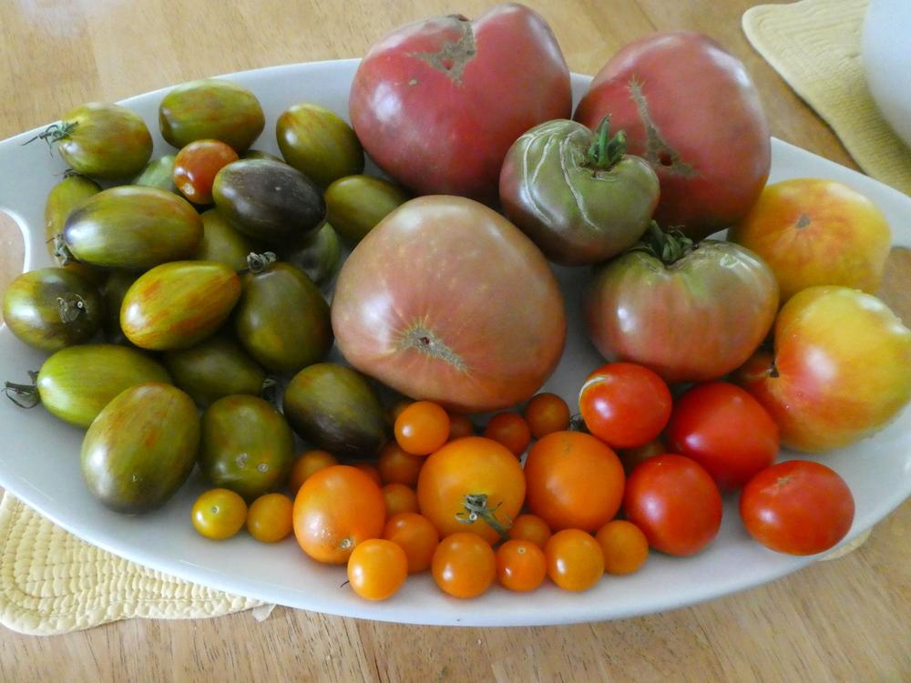 Photo of Tomatoes (Solanum lycopersicum) uploaded by wildflowers