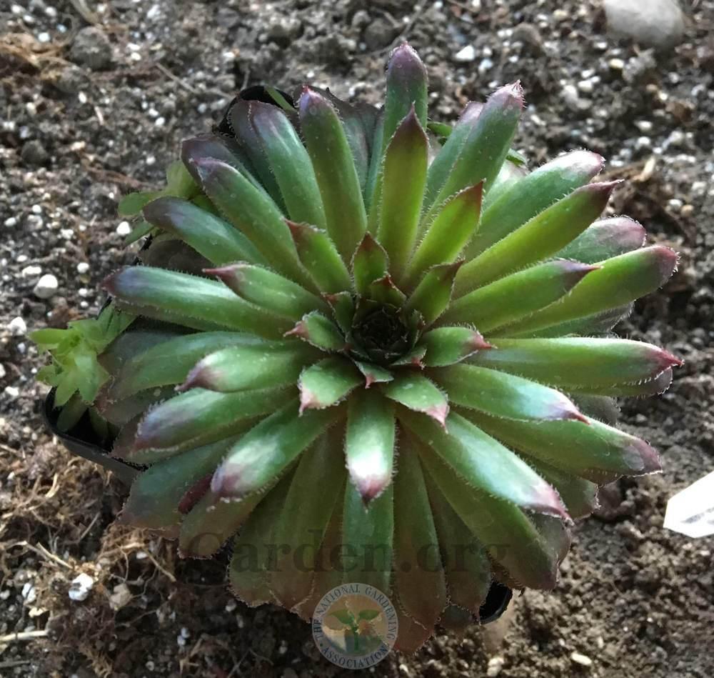 Photo of Hen and Chicks (Sempervivum 'Pacific Mayfair Imp') uploaded by BlueOddish